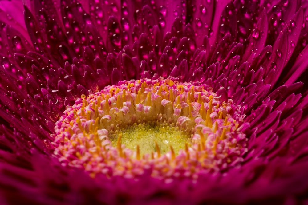 Gerbera