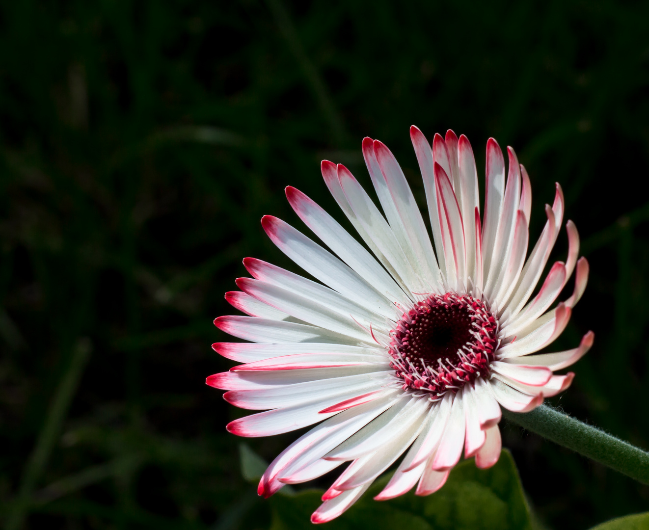 Gerbera