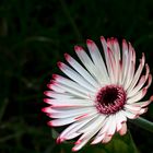 Gerbera