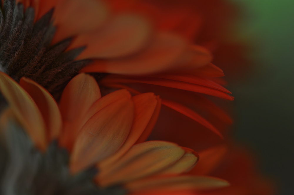 Gerbera