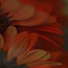 Gerbera