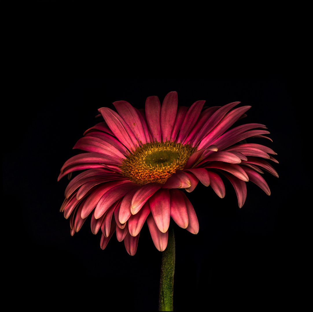 Gerbera