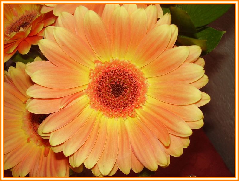 Gerbera