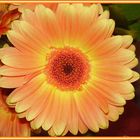 Gerbera