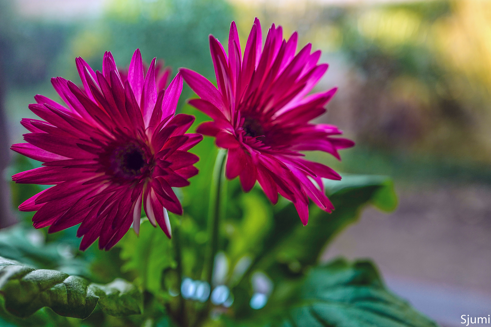 Gerbera