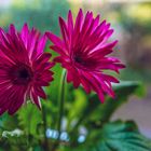 Gerbera