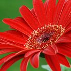 Gerbera