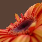 Gerbera