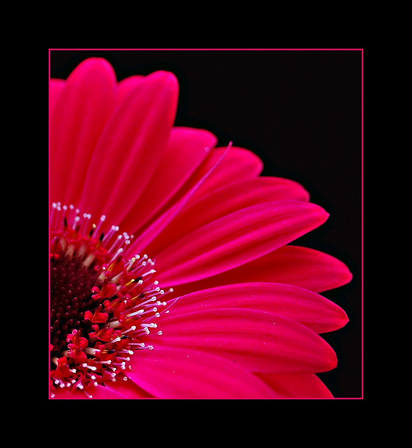 Gerbera