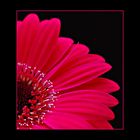 Gerbera