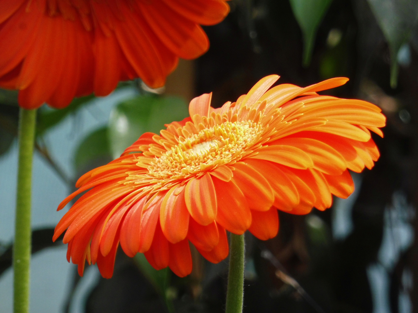 Gerbera