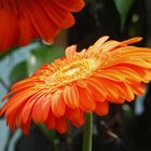 Gerbera