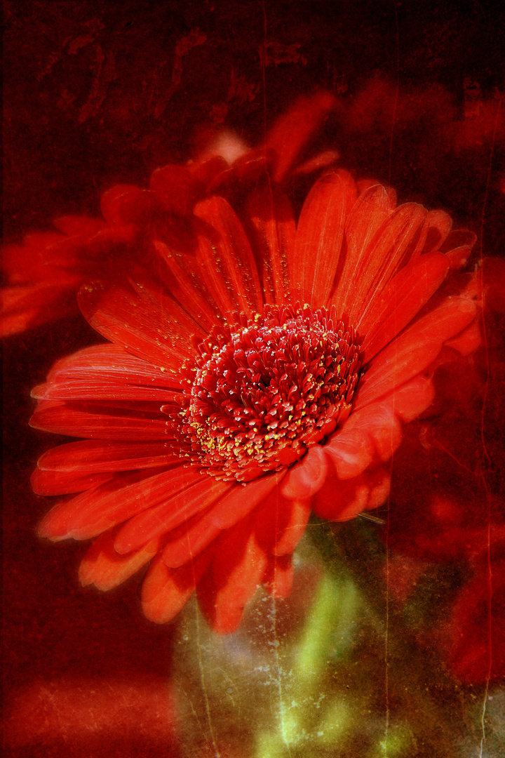 Gerbera...