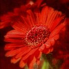 Gerbera...