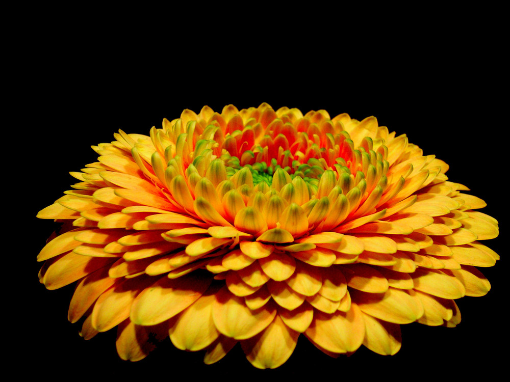 Gerbera.