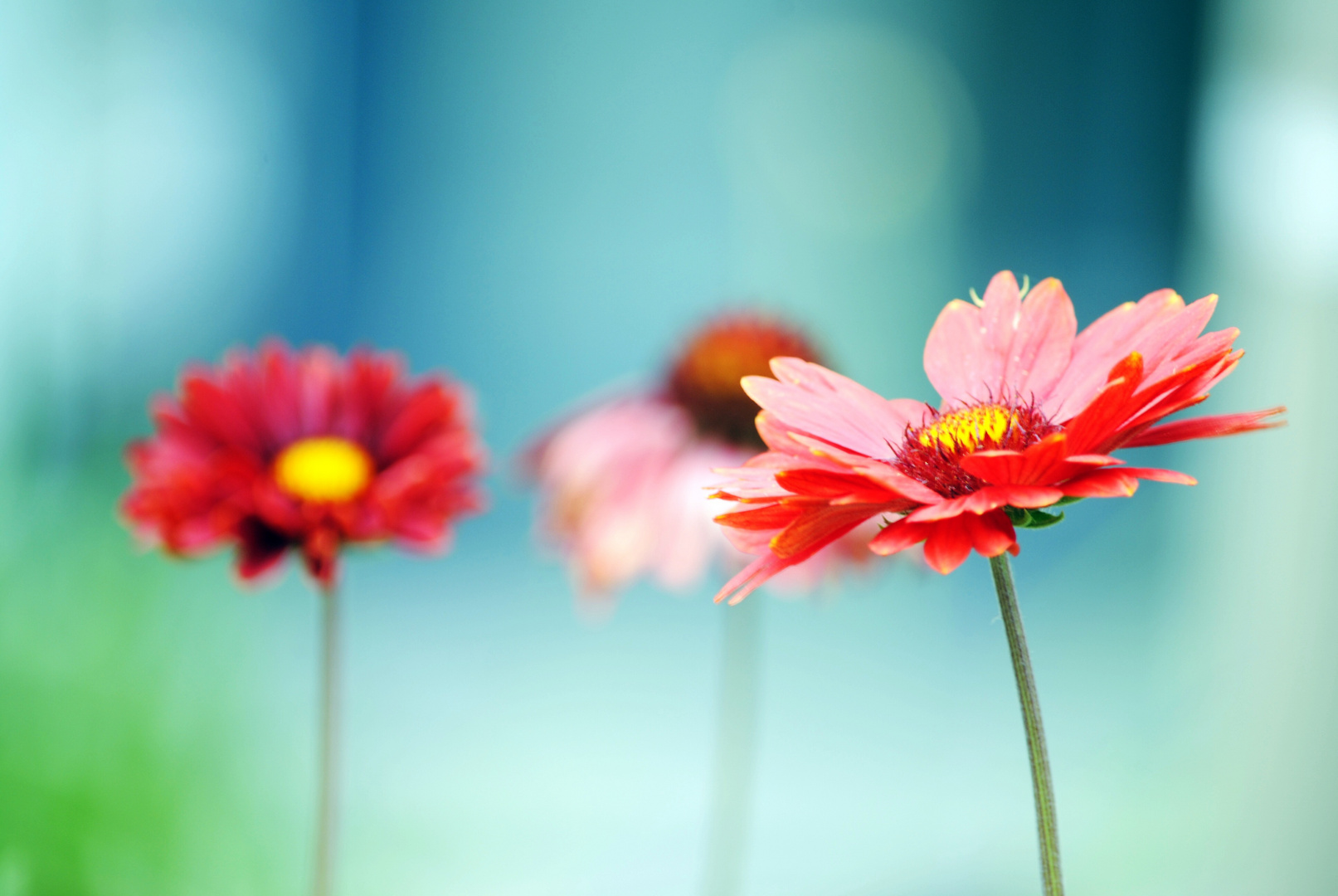 Gerbera