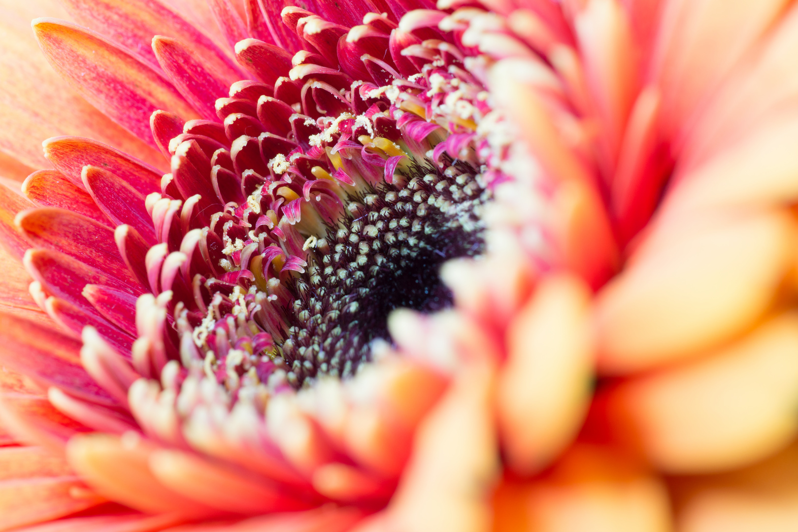 Gerbera