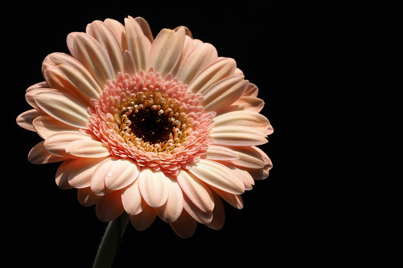 gerbera