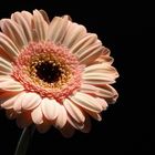 gerbera