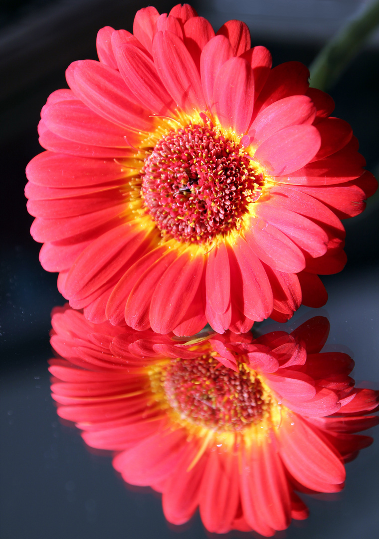 Gerbera