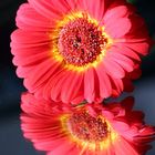 Gerbera