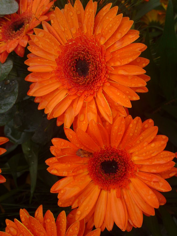 Gerbera