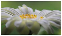 Gerbera