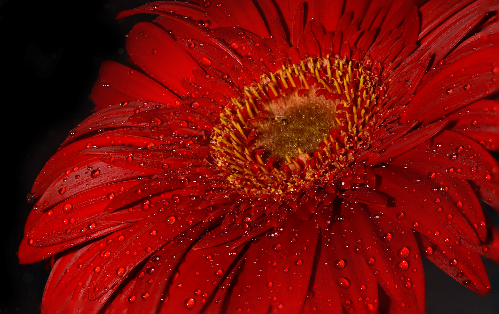 Gerbera