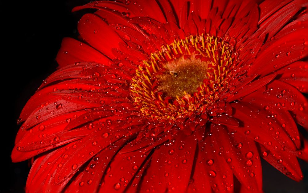 Gerbera