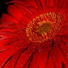 Gerbera