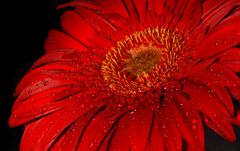 Gerbera