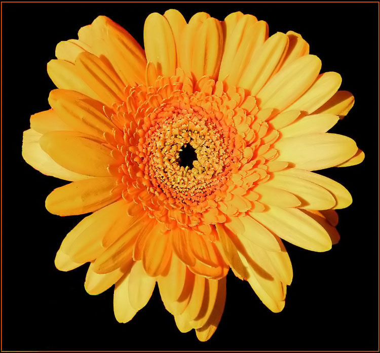 Gerbera