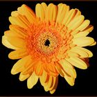 Gerbera