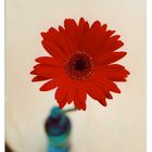 Gerbera