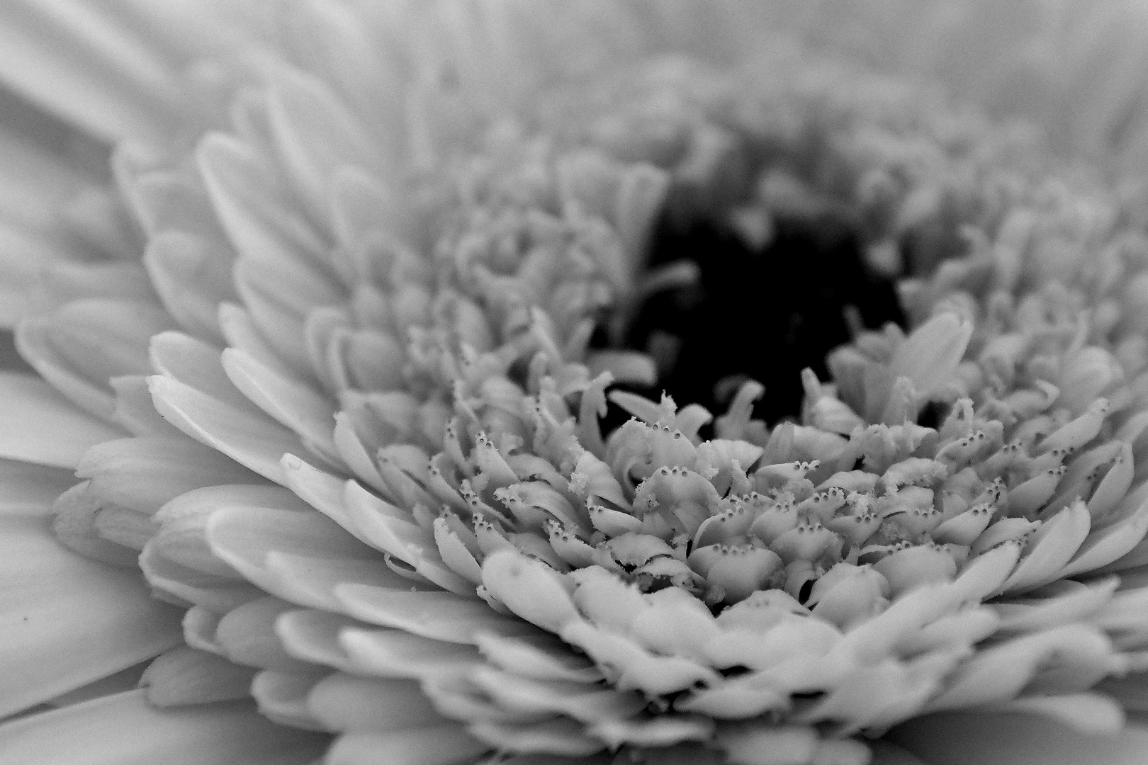 Gerbera