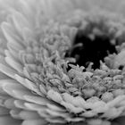 Gerbera