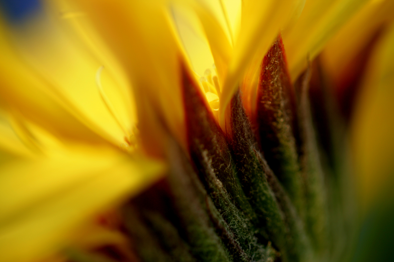 Gerbera