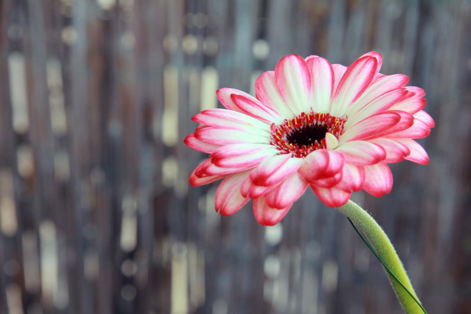 Gerbera