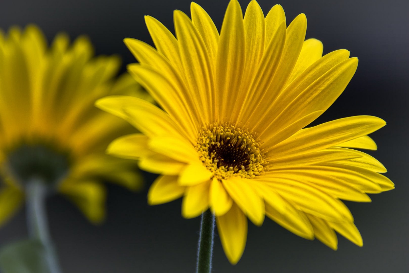 Gerbera