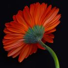 Gerbera