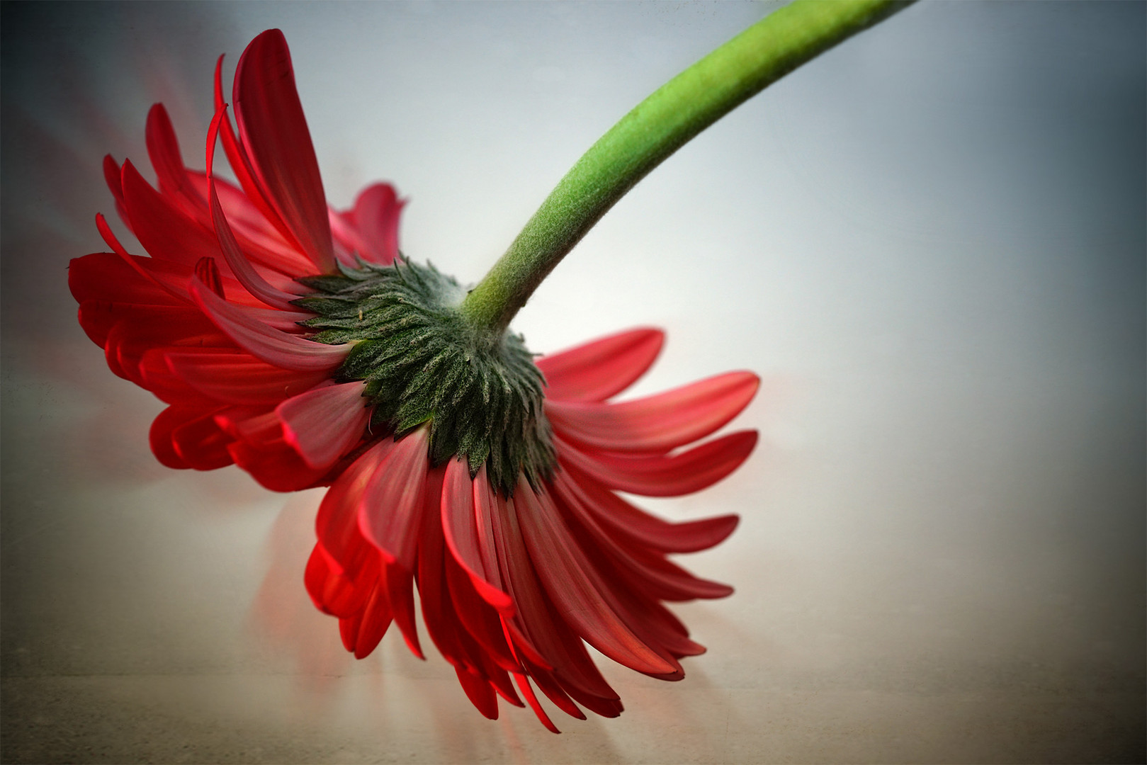 Gerbera