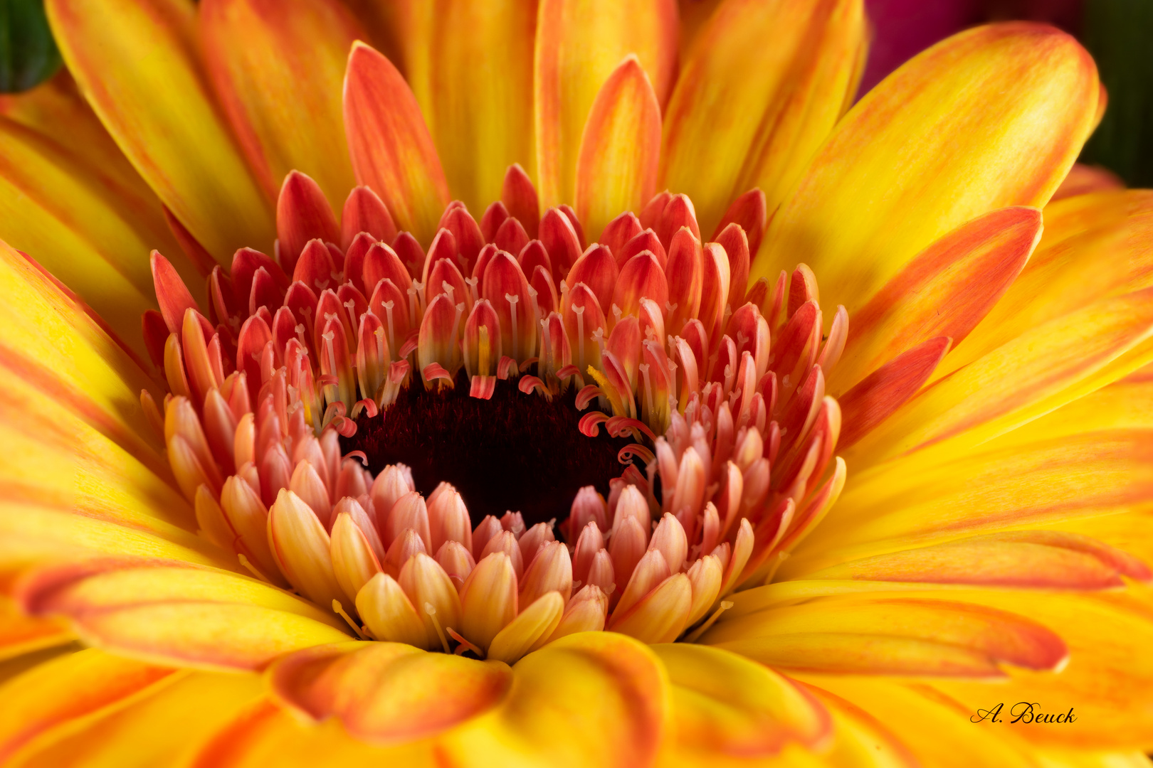 Gerbera