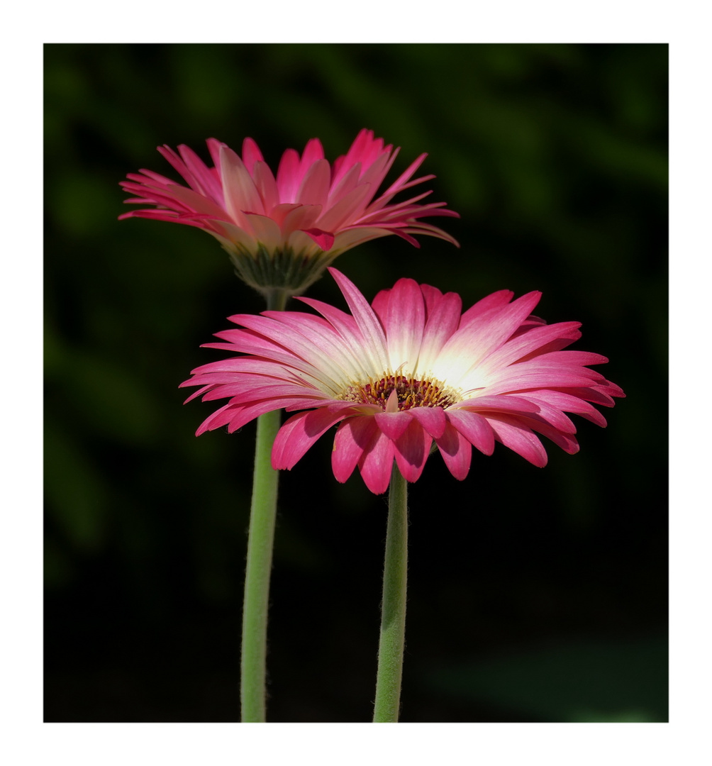 Gerbera