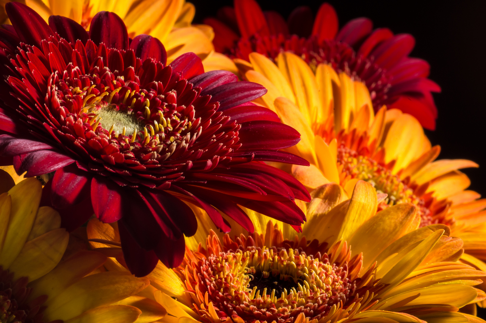 Gerbera