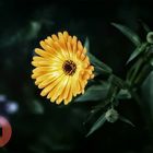 Gerbera