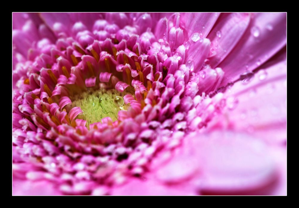 Gerbera von RonaldS.