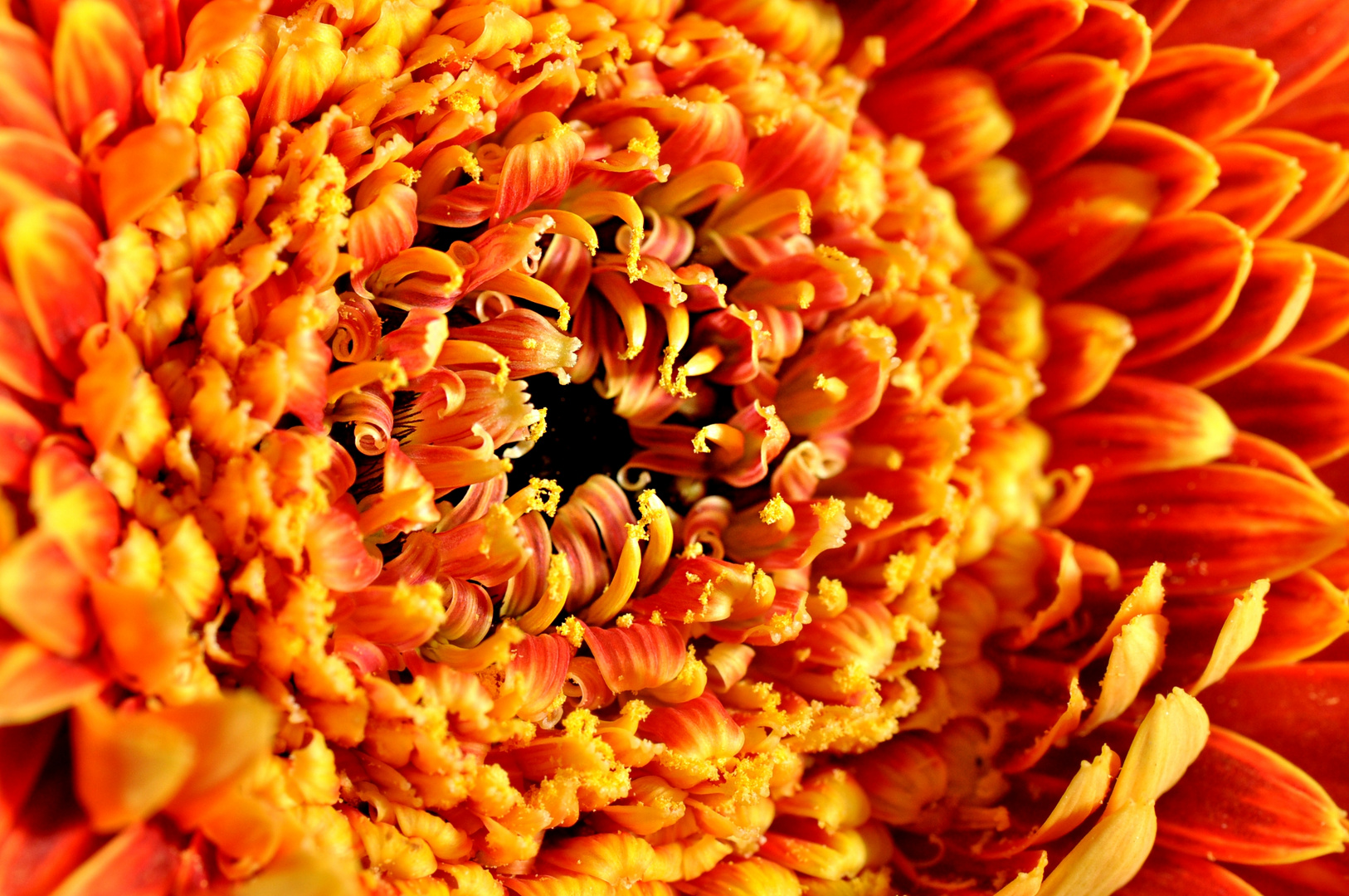 Gerbera