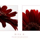 Gerbera