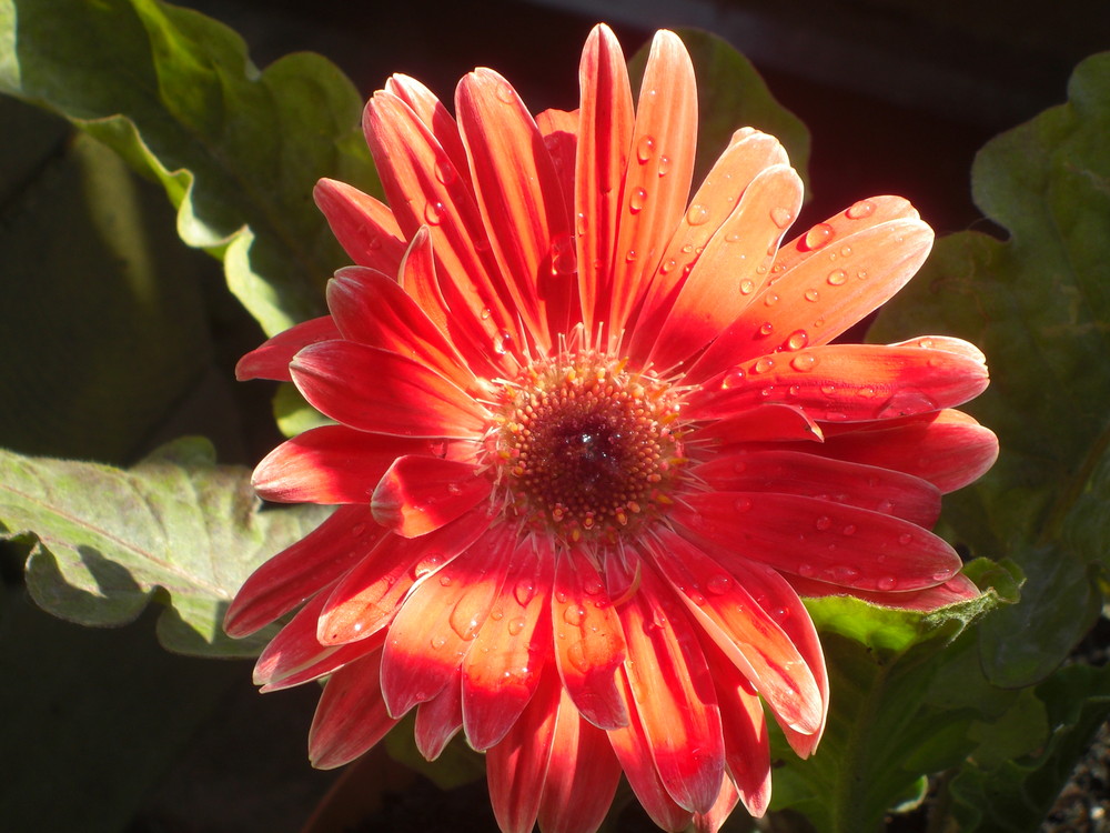 Gerbera