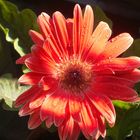 Gerbera